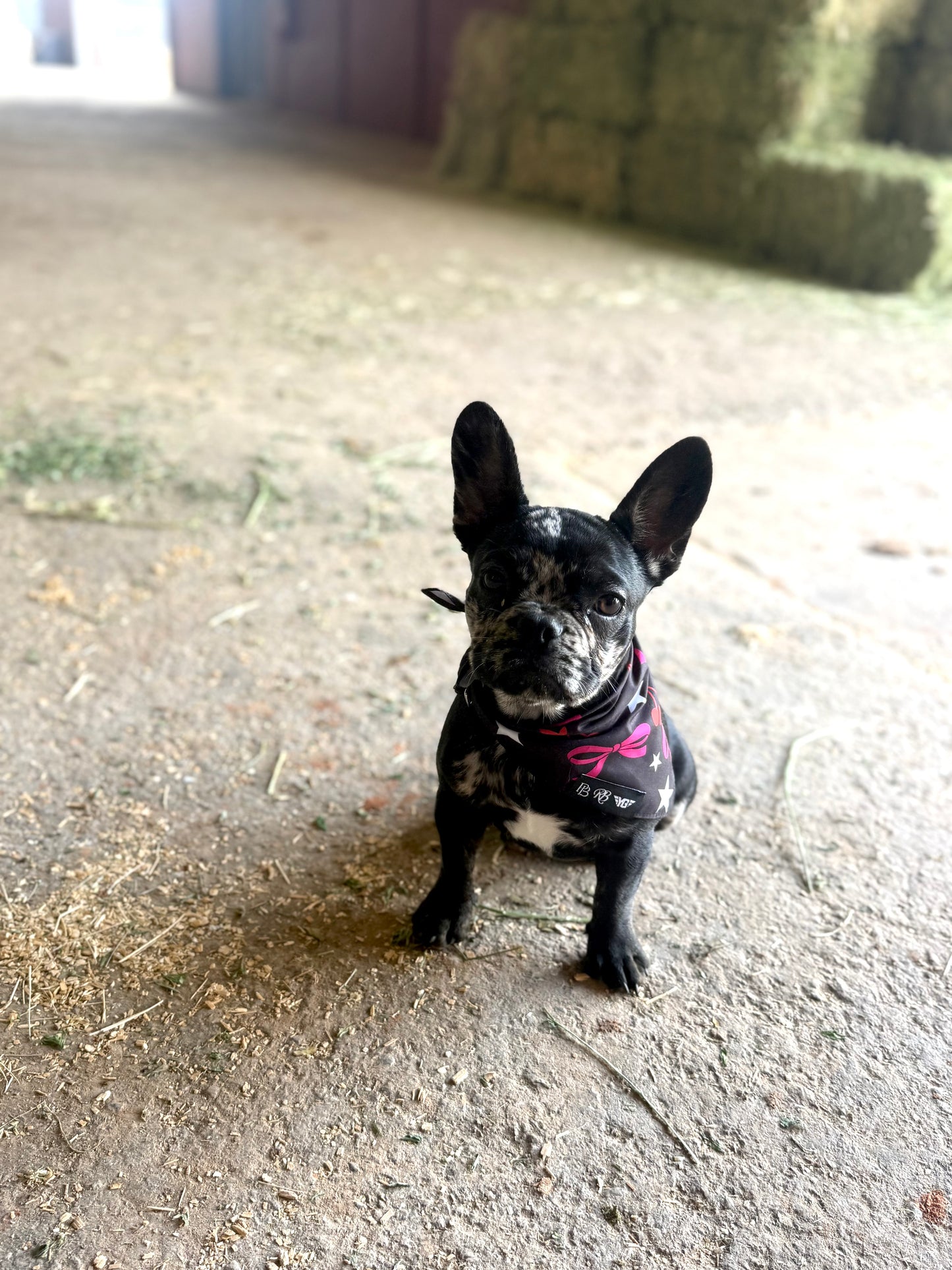 Dog Bandana