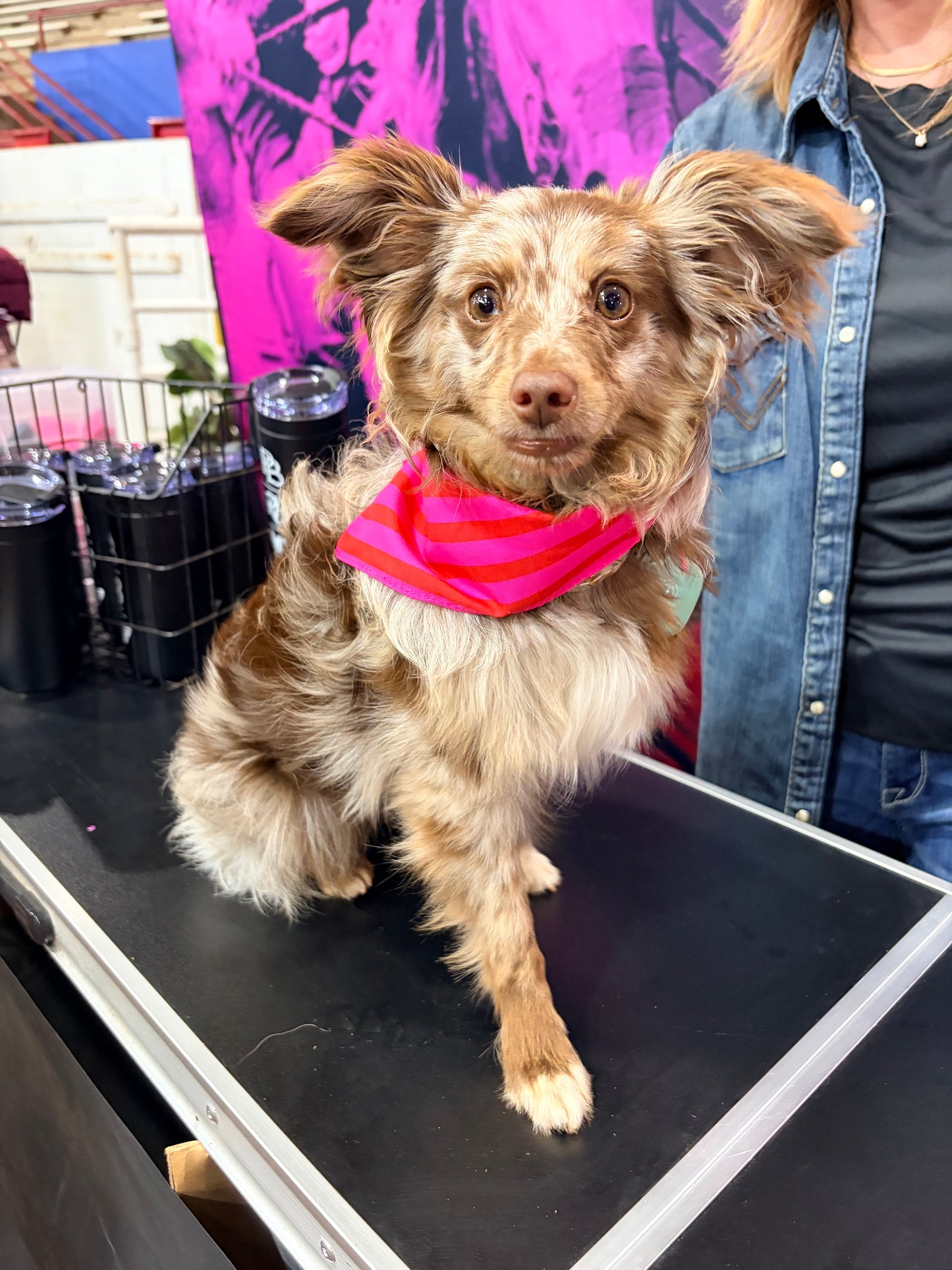 Dog Bandana