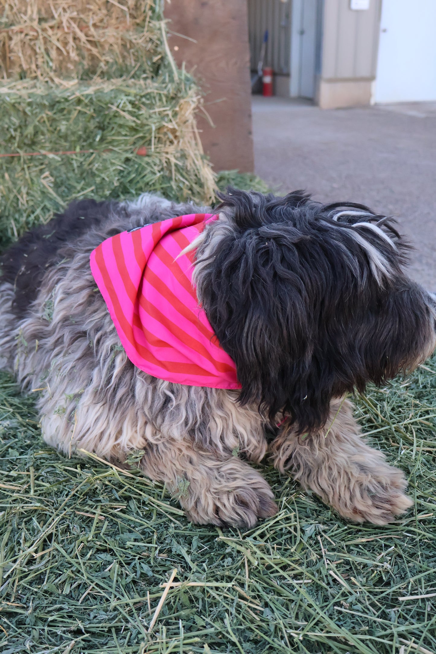 Dog Bandana