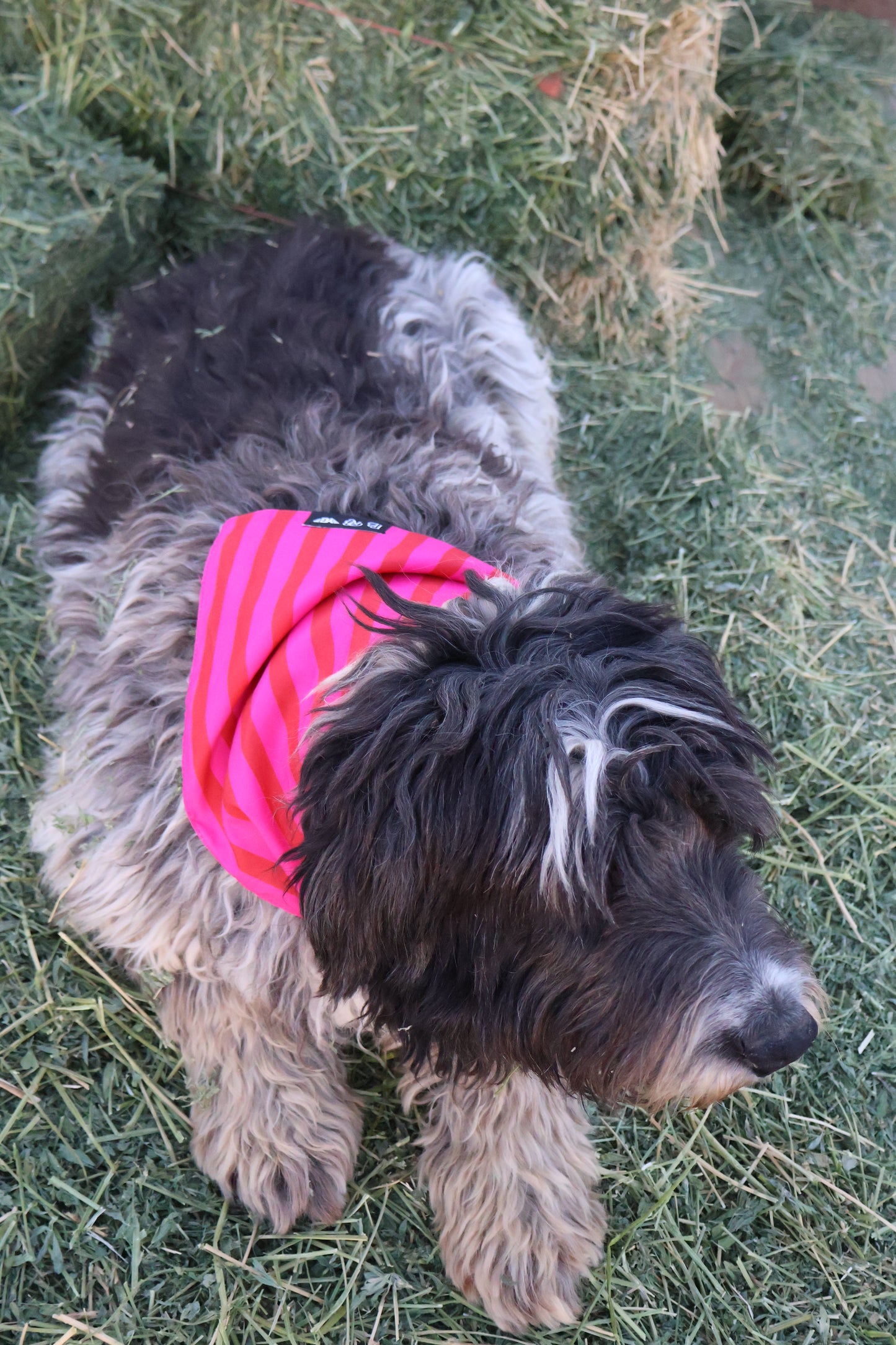 Dog Bandana