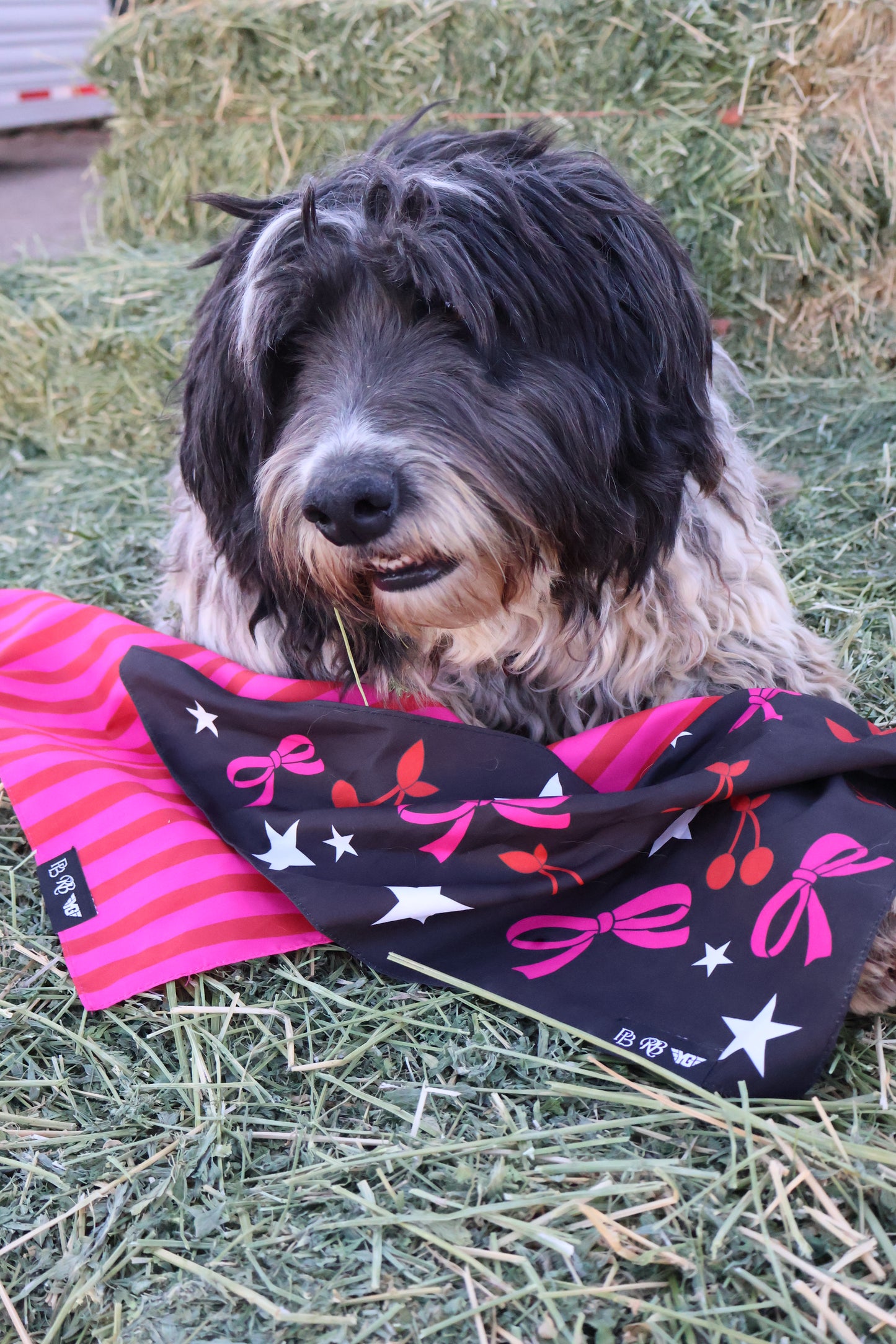 Dog Bandana