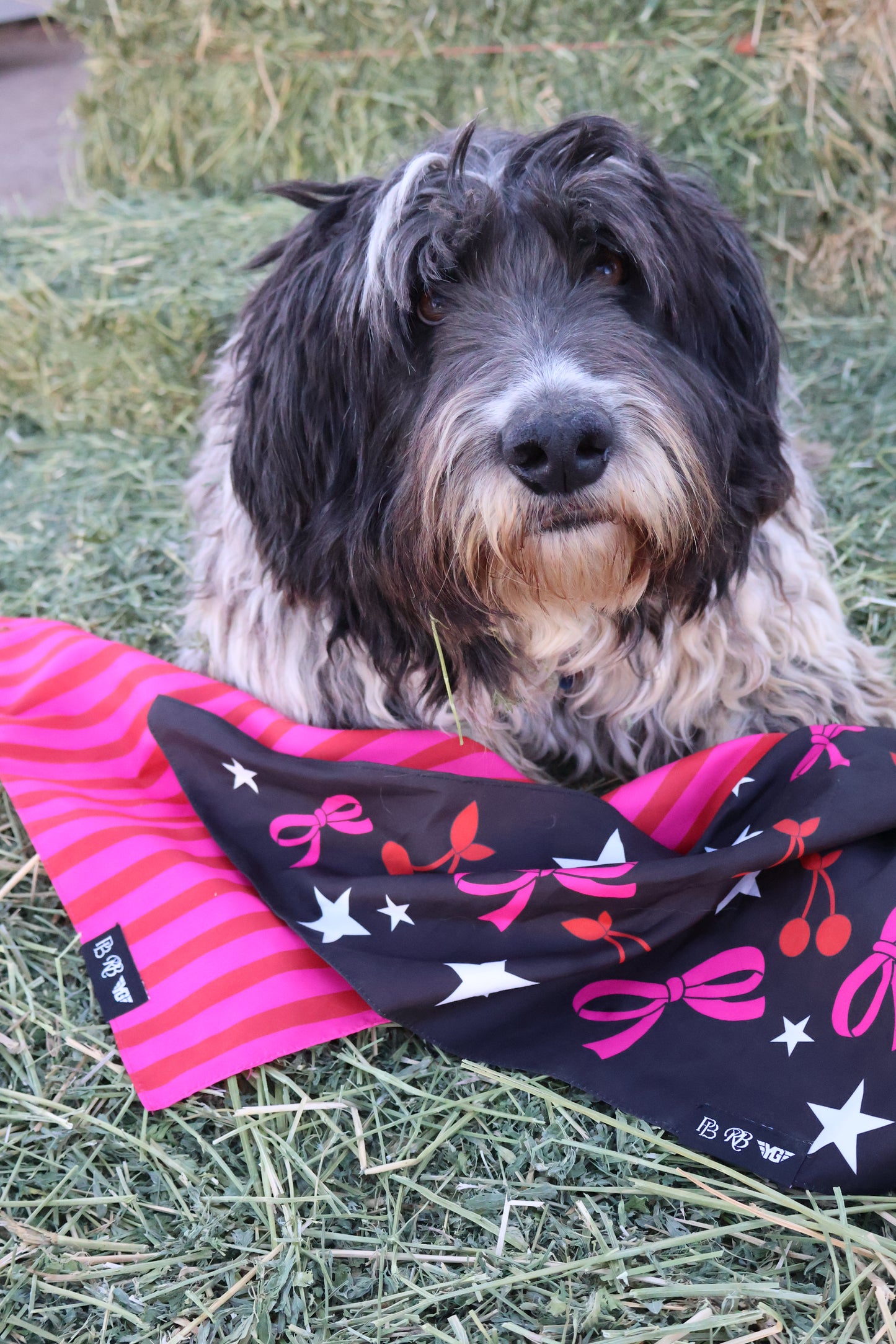 Dog Bandana
